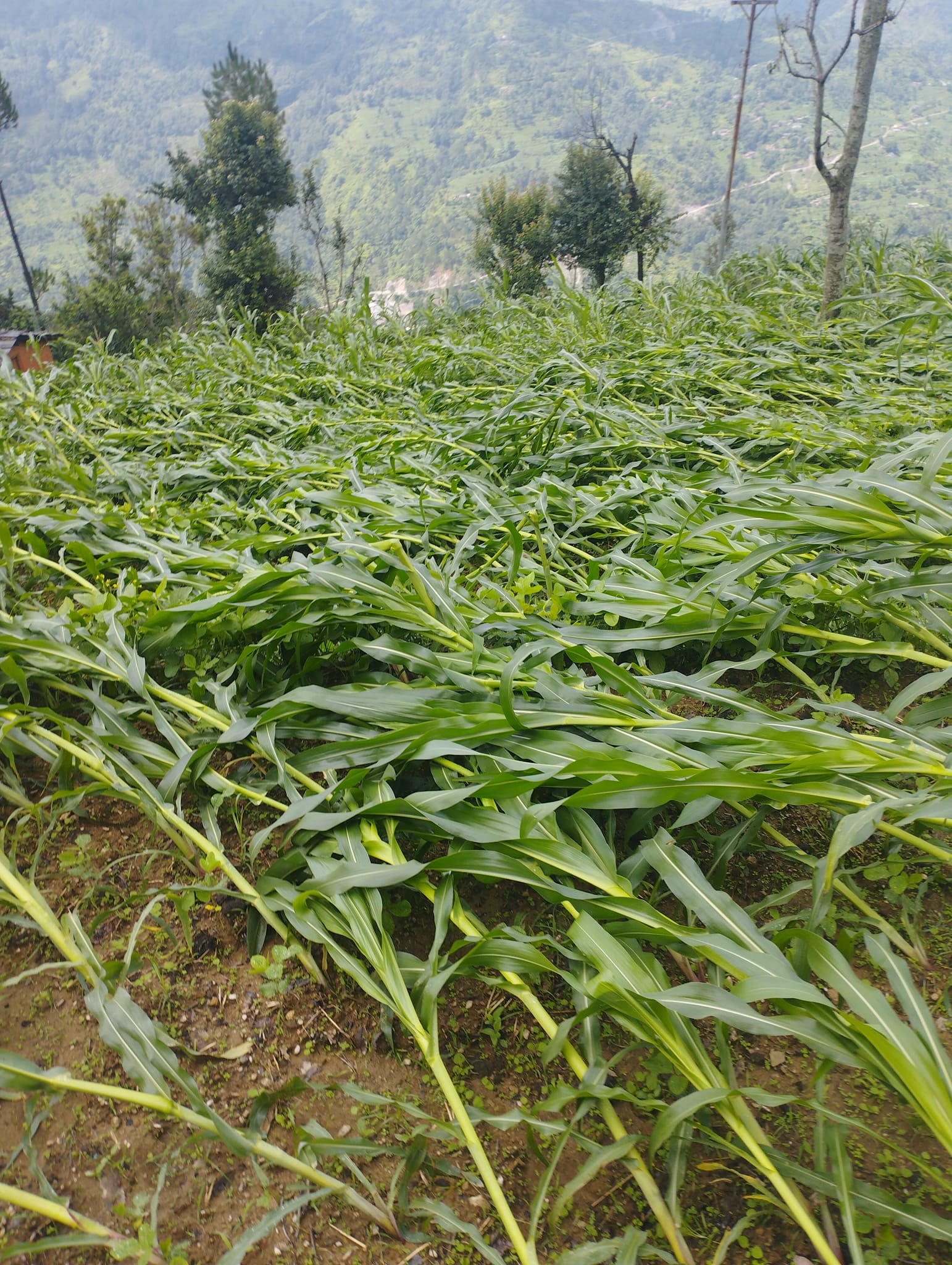 बैतडीमा हावाहुरी सहितको बर्षाले मकैमा क्षति, किसान चिन्तित 